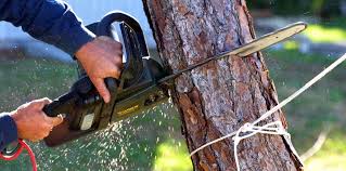 Trusted Las Vegas, NV Tree Care Experts